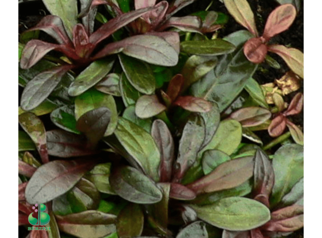 Ajuga reptans   'Mini Mahogany'